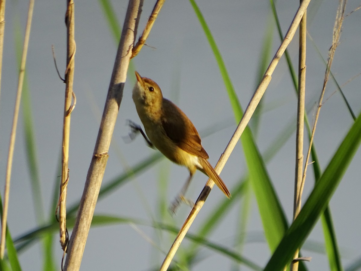 Common Reed Warbler - ML618822363