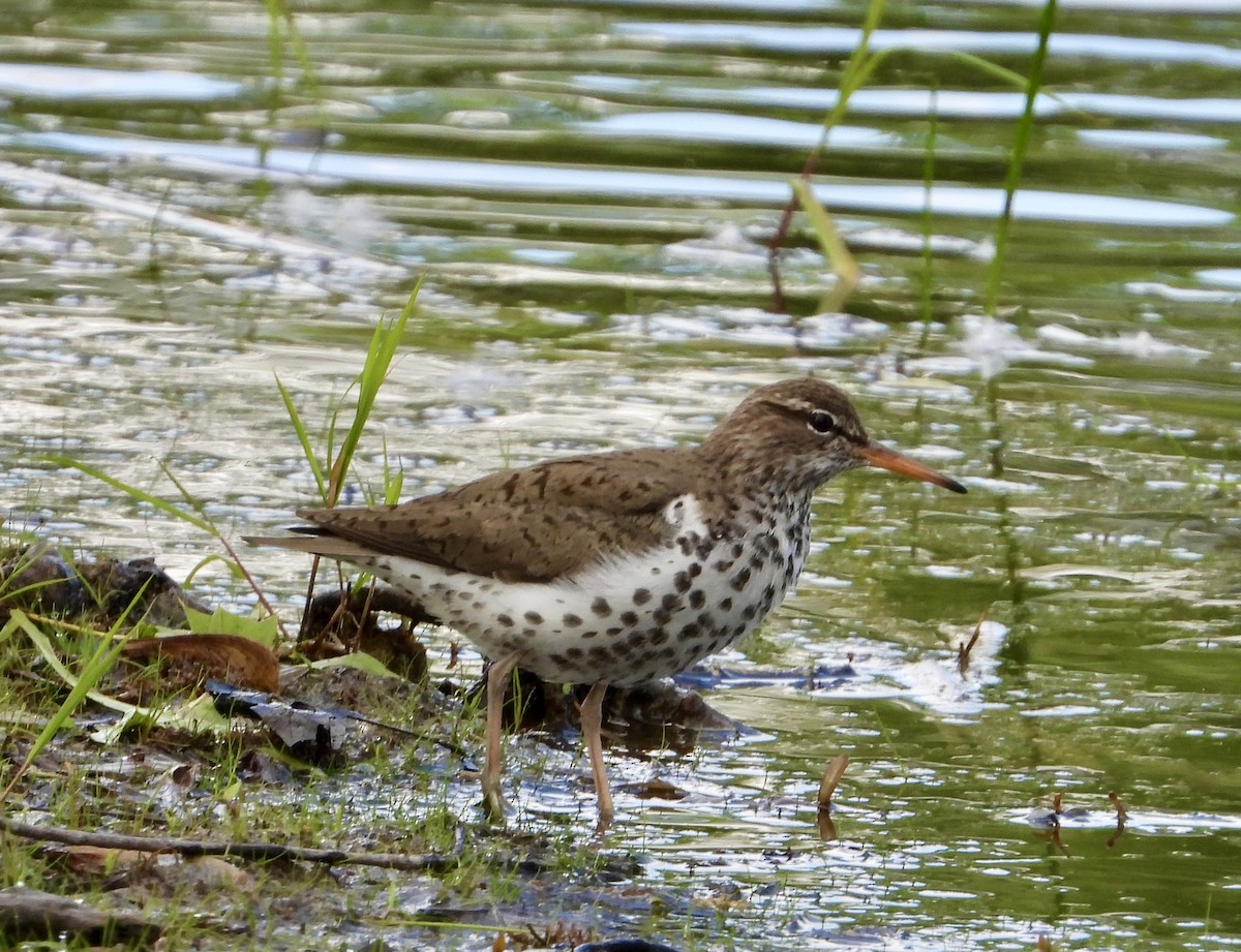 Spotted Sandpiper - Janet Roma