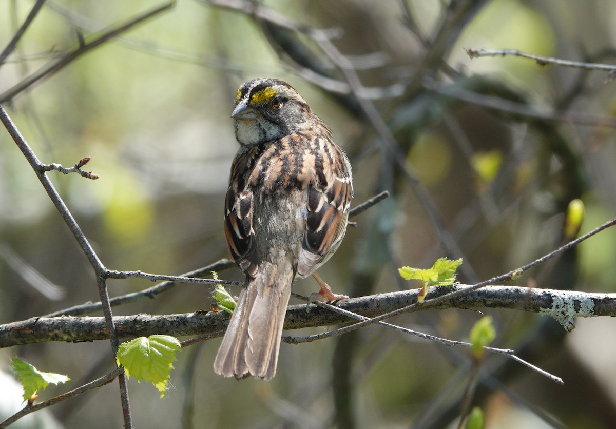 White-throated Sparrow - Danielle Cayer