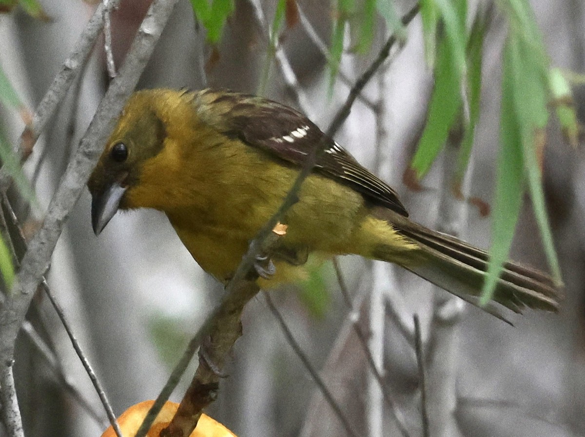 Flame-colored Tanager - ML618822390