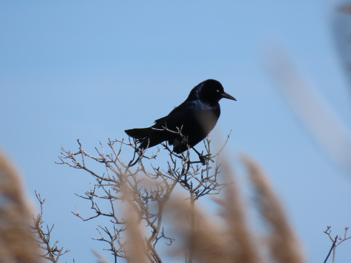 Boat-tailed Grackle - ML618822451