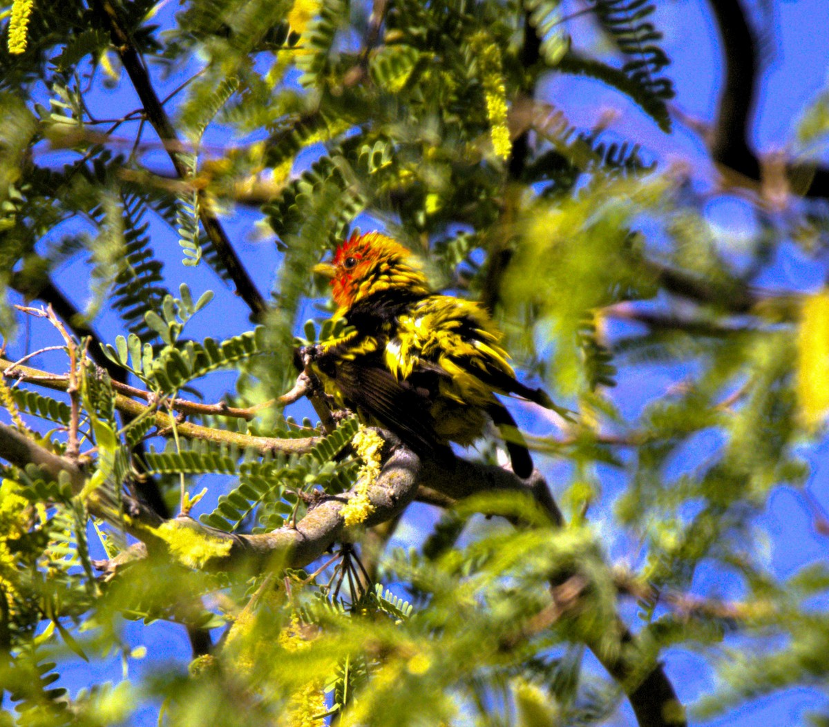 Western Tanager - ML618822456