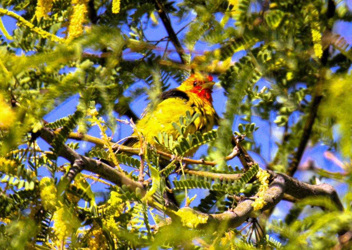 Western Tanager - Don Carney