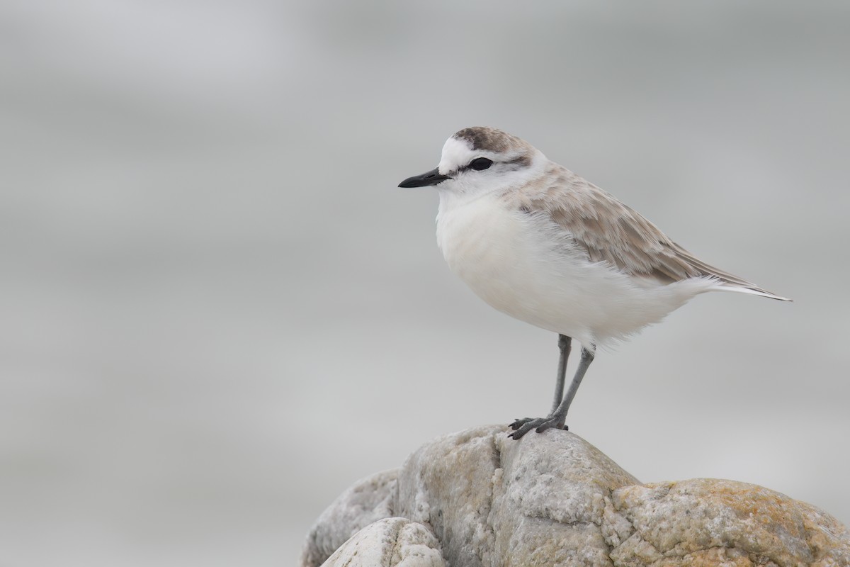 White-fronted Plover - ML618822468