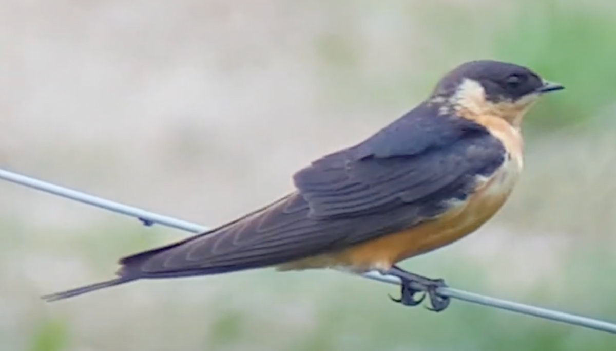 Rufous-chested Swallow - ML618822471