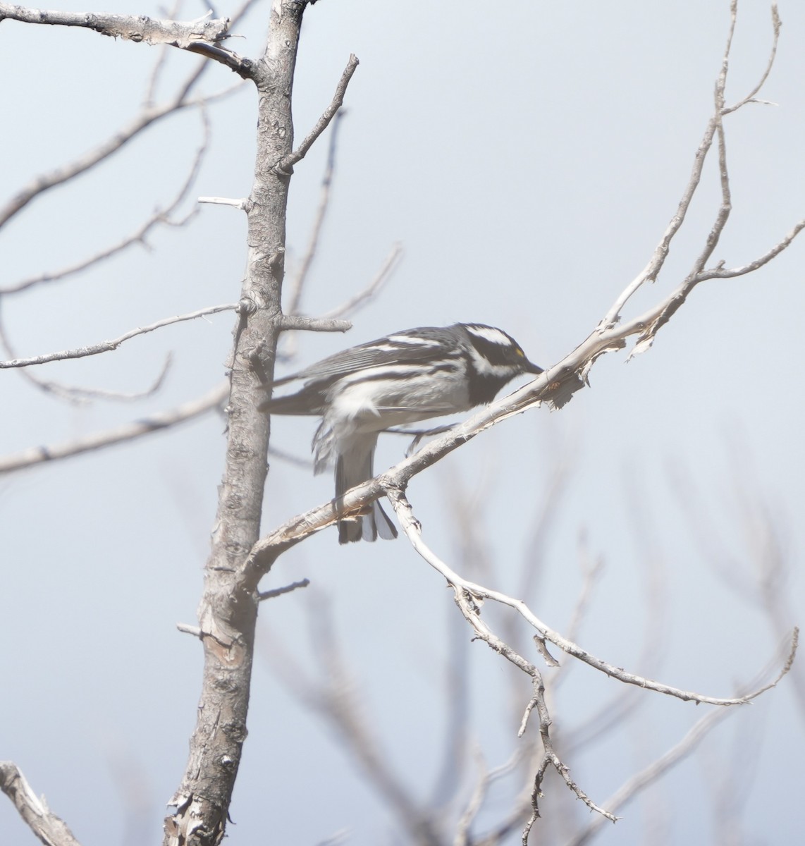 Black-throated Gray Warbler - John Rhoades