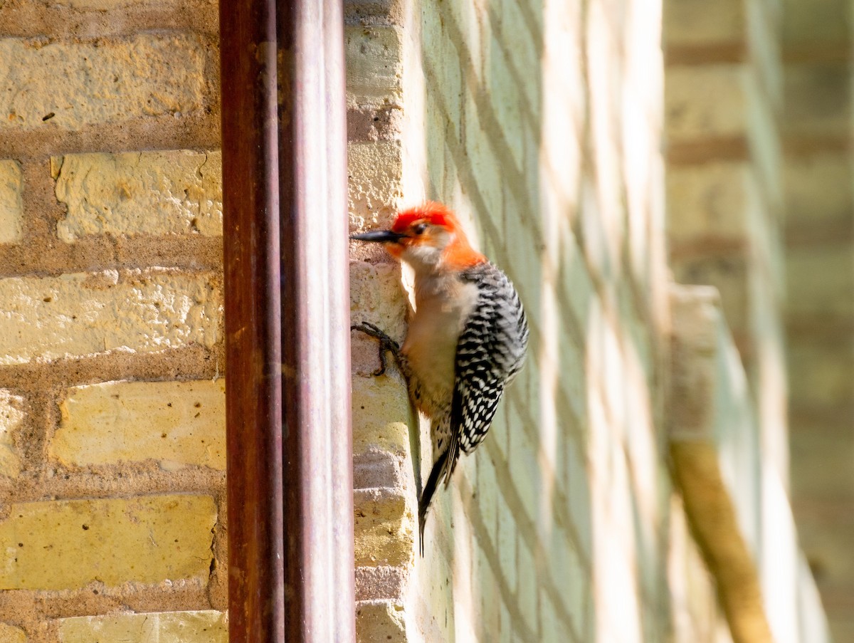 Red-bellied Woodpecker - Jill S. A