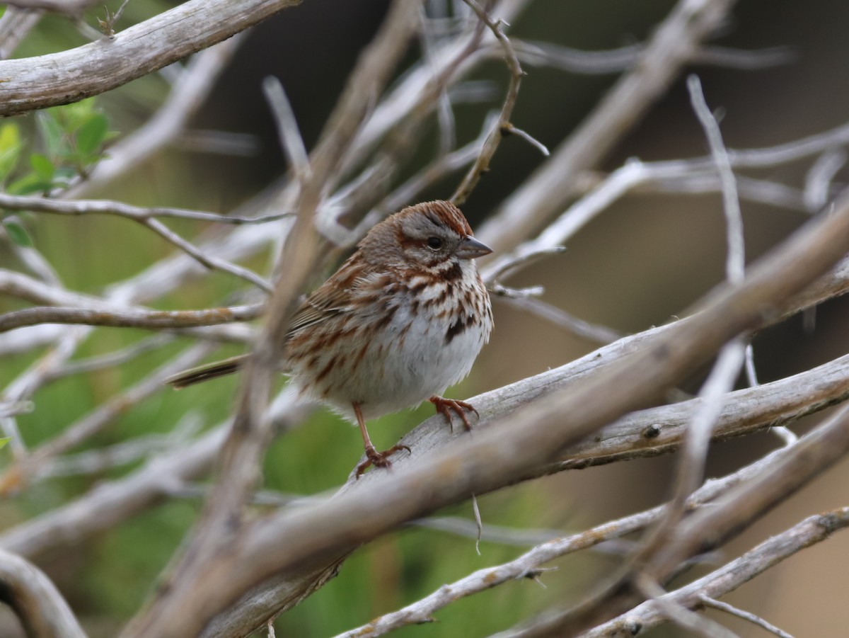 Song Sparrow - Jake McCumber