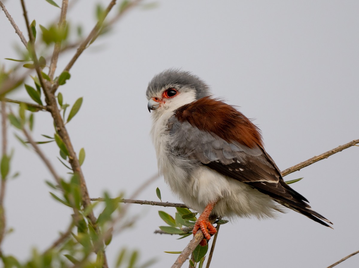 Pygmy Falcon - Lizabeth Southworth