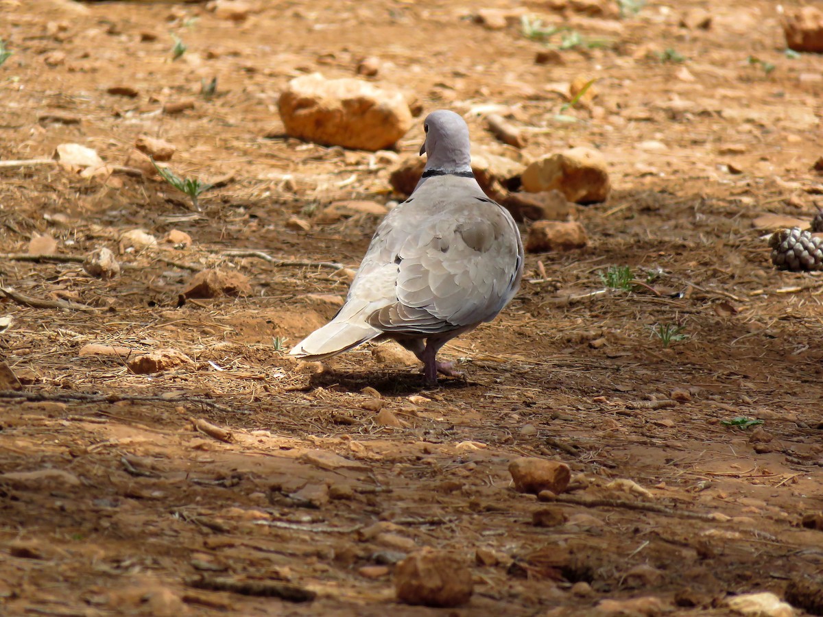 Eurasian Collared-Dove - Abdessamad ENNOURY