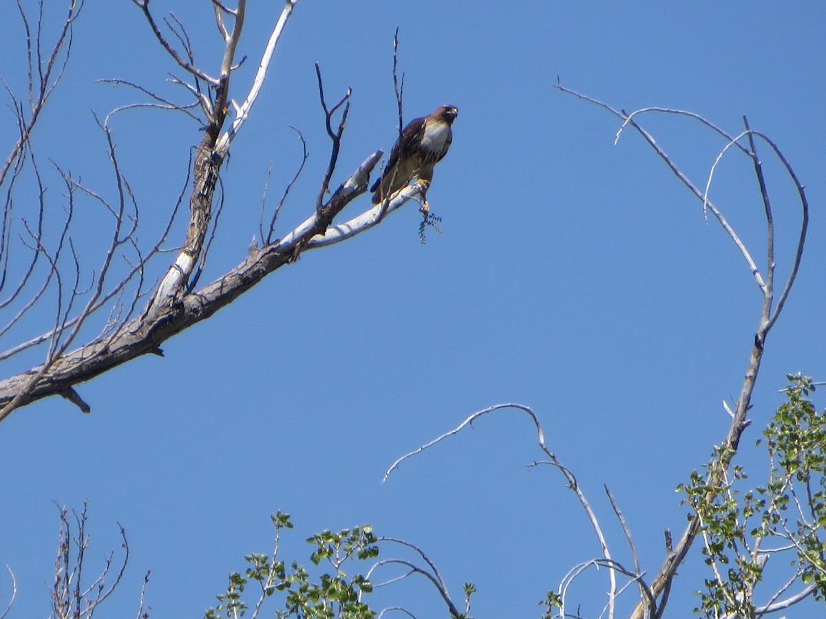 Red-tailed Hawk - ML618822541