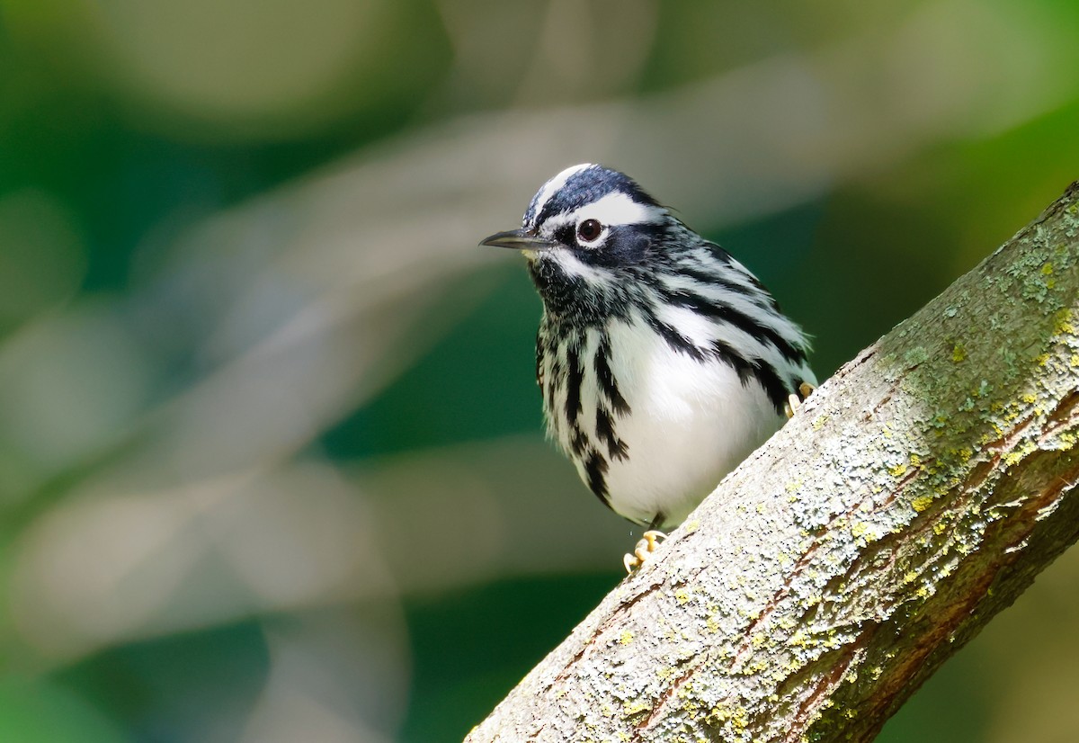 Black-and-white Warbler - Randall Everts