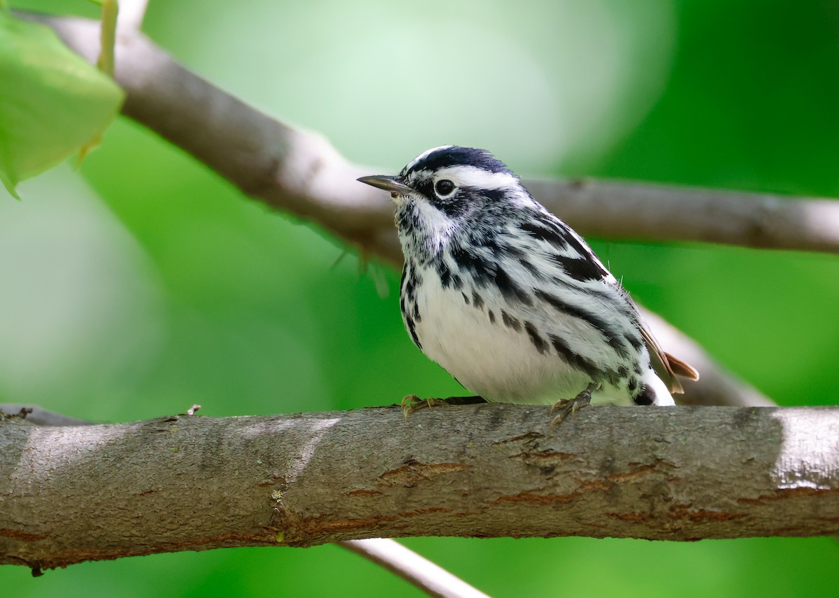 Black-and-white Warbler - Randall Everts