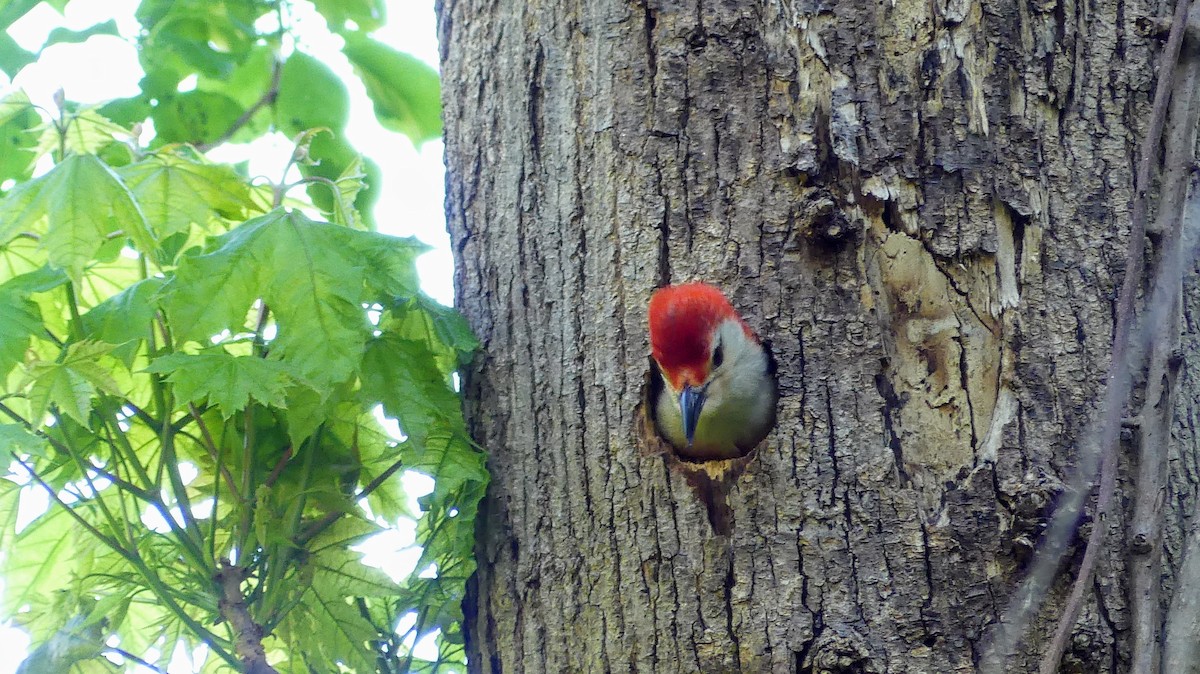 Red-bellied Woodpecker - Daniel Islam