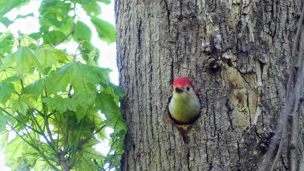 Red-bellied Woodpecker - Daniel Islam