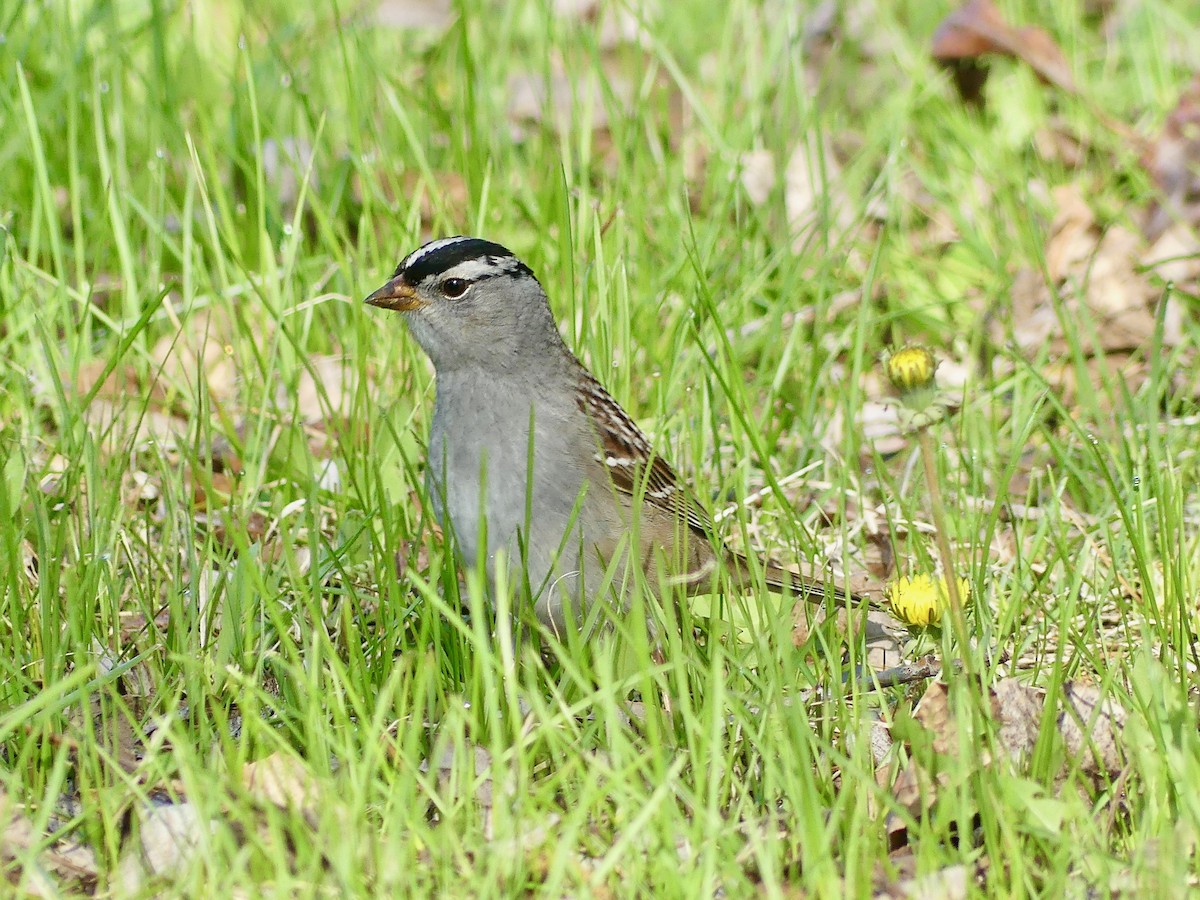 White-crowned Sparrow - Peder Stenslie