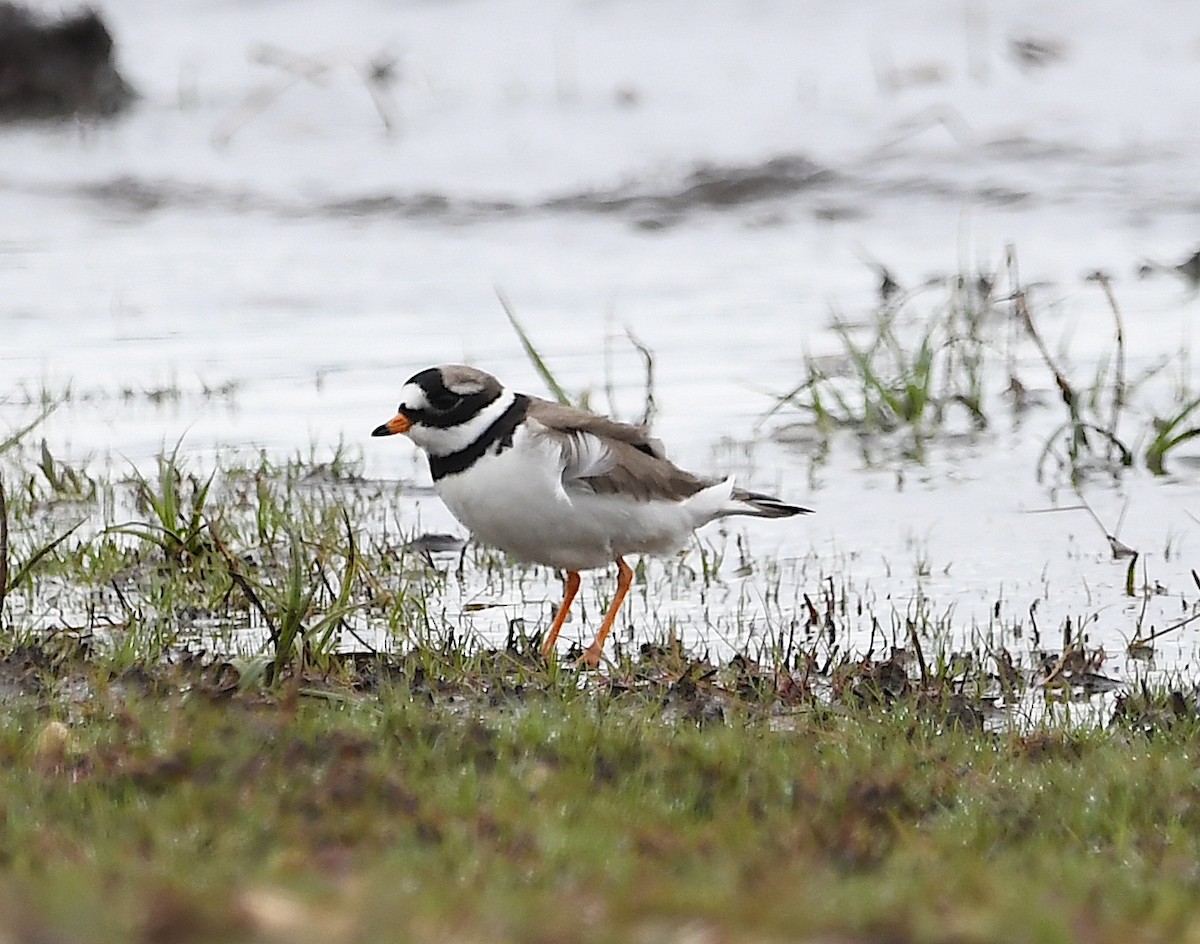 Common Ringed Plover - ML618822604