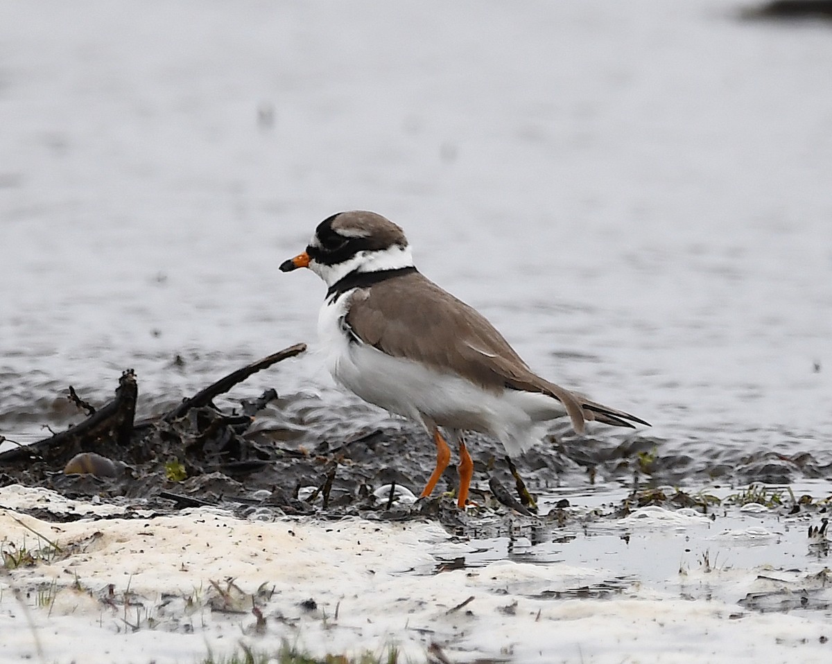Common Ringed Plover - ML618822606