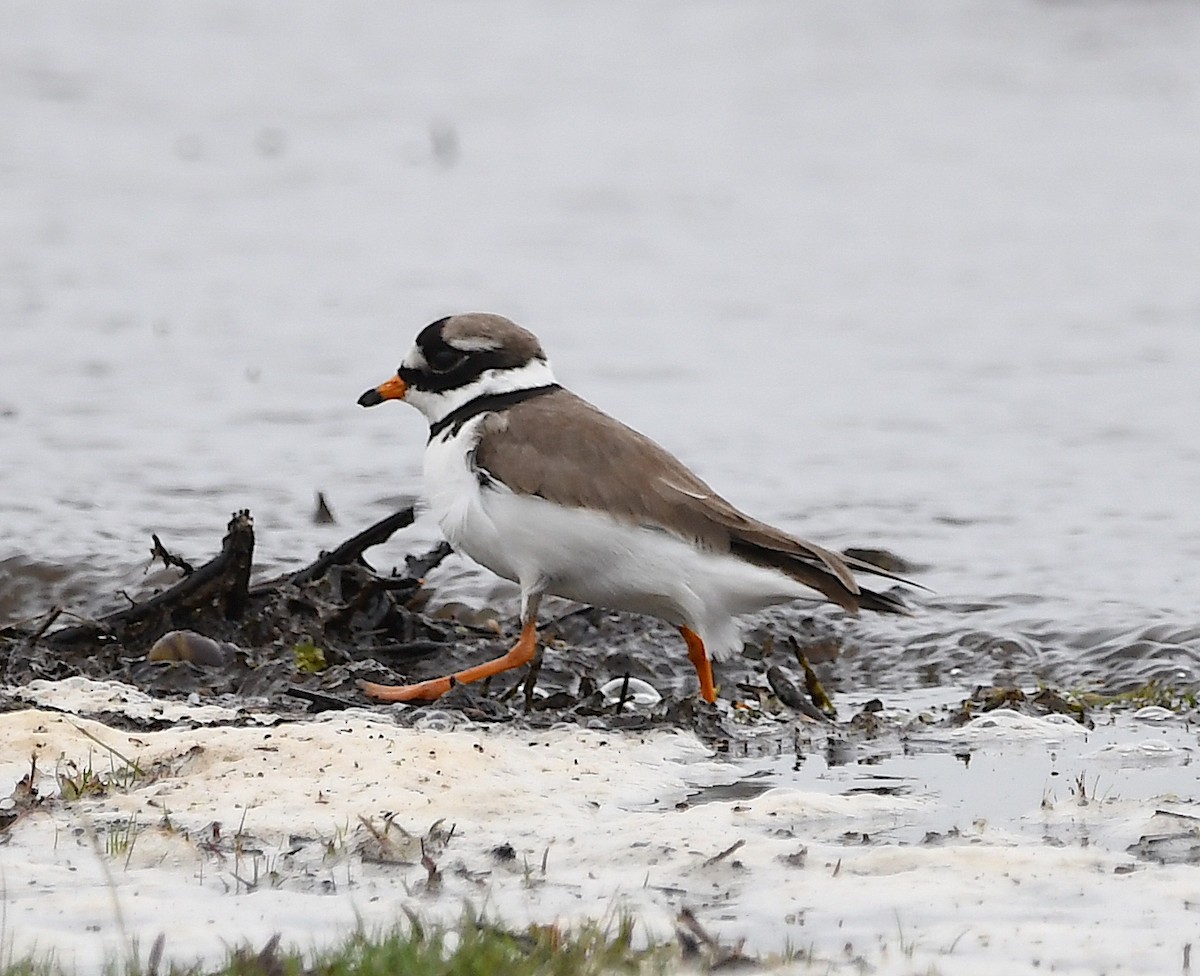 Common Ringed Plover - ML618822607