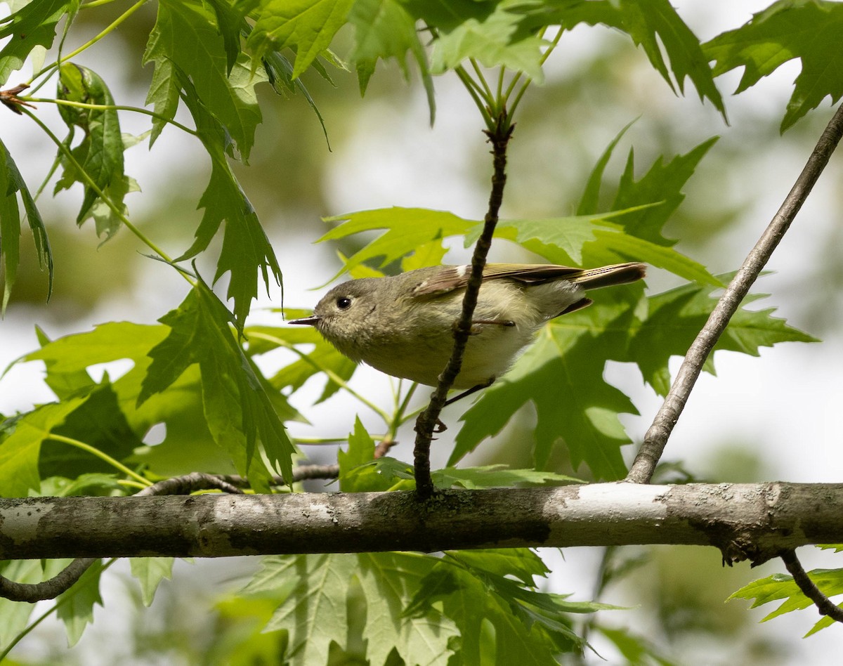 Ruby-crowned Kinglet - Andrew S