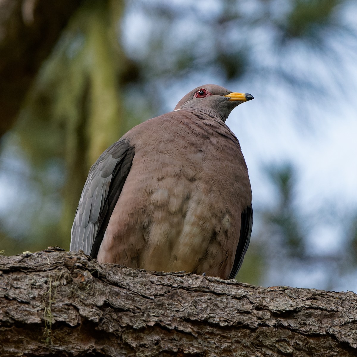 Band-tailed Pigeon - Zhennong Li
