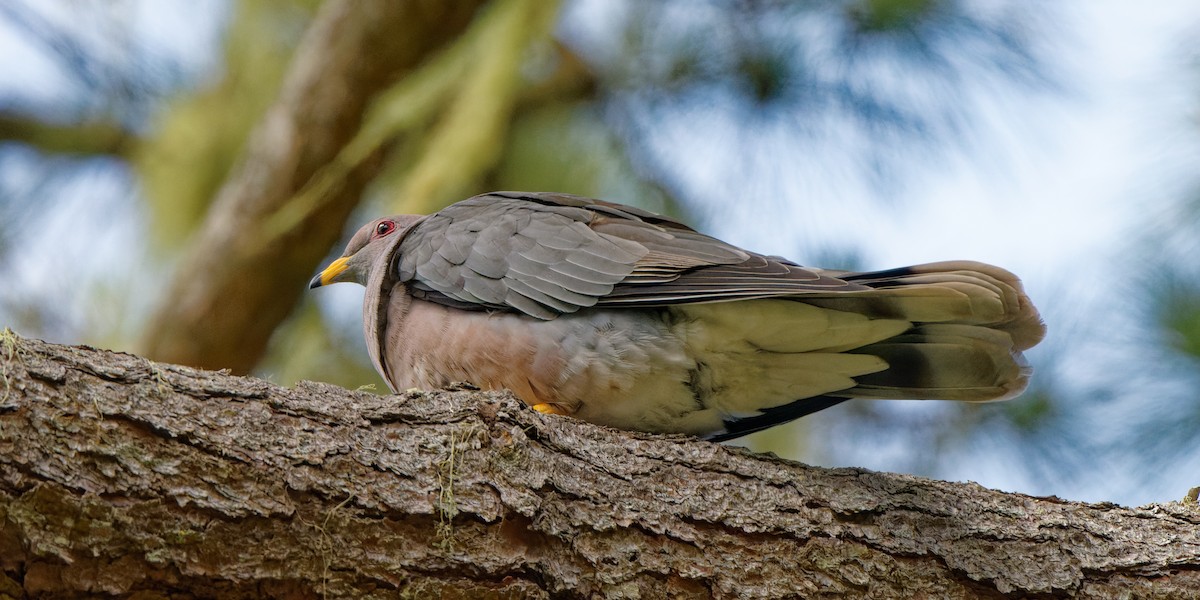 Band-tailed Pigeon - Zhennong Li