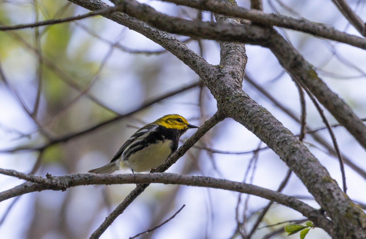 Black-throated Green Warbler - Andrew S