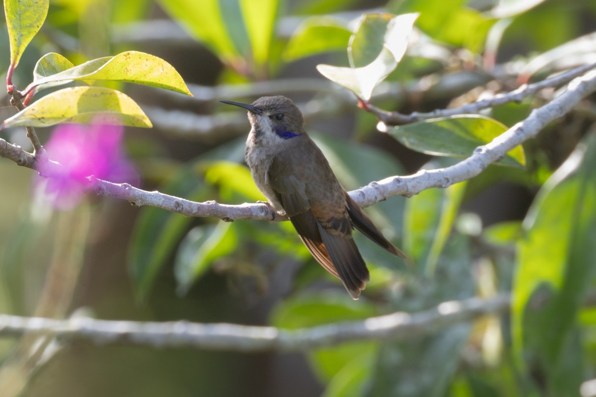 kolibřík fialovouchý - ML618822674