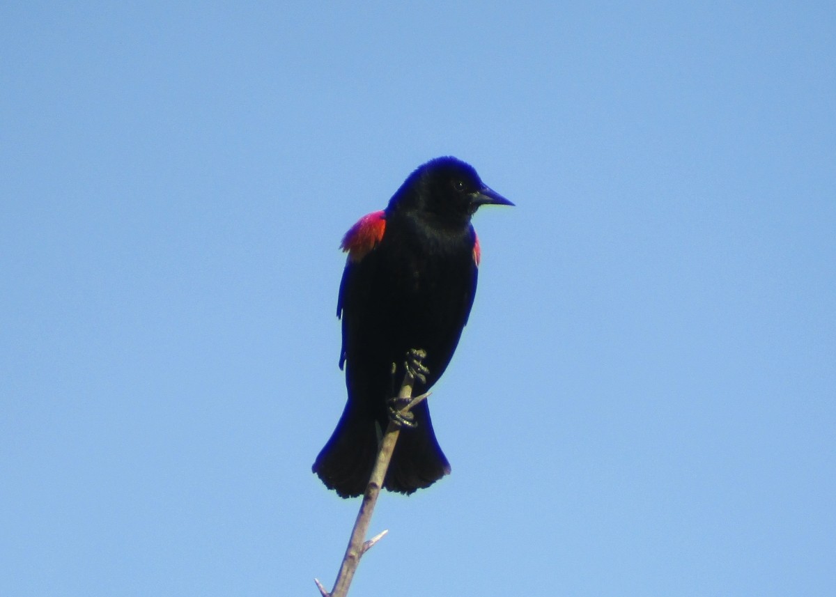 Red-winged Blackbird - Steve Nord