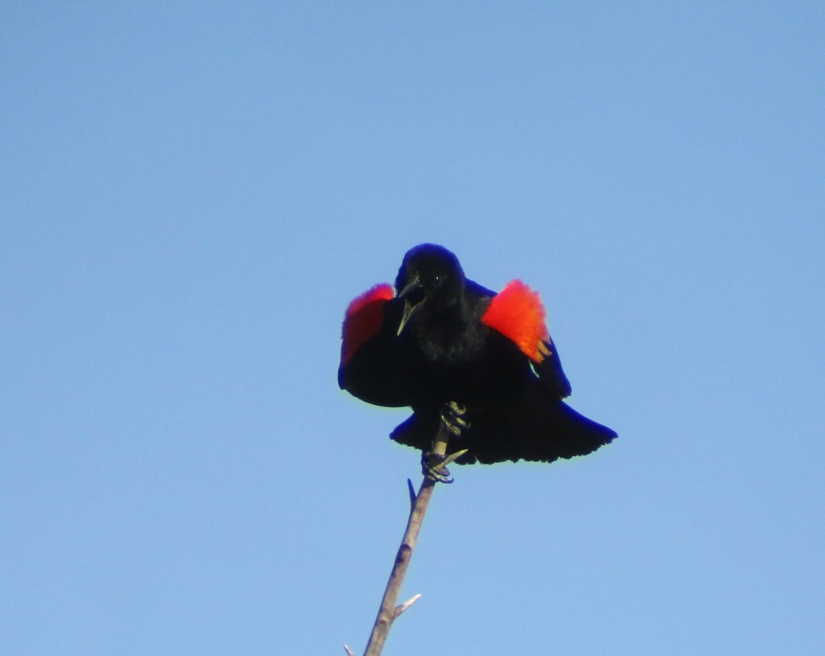 Red-winged Blackbird - Steve Nord