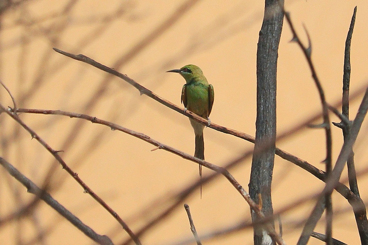 African Green Bee-eater - ML618822721