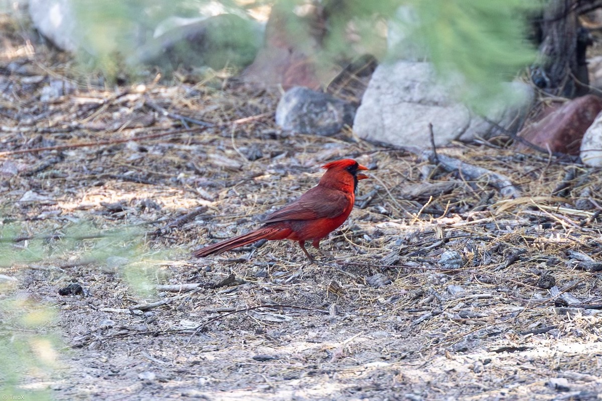 Cardinal rouge - ML618822759