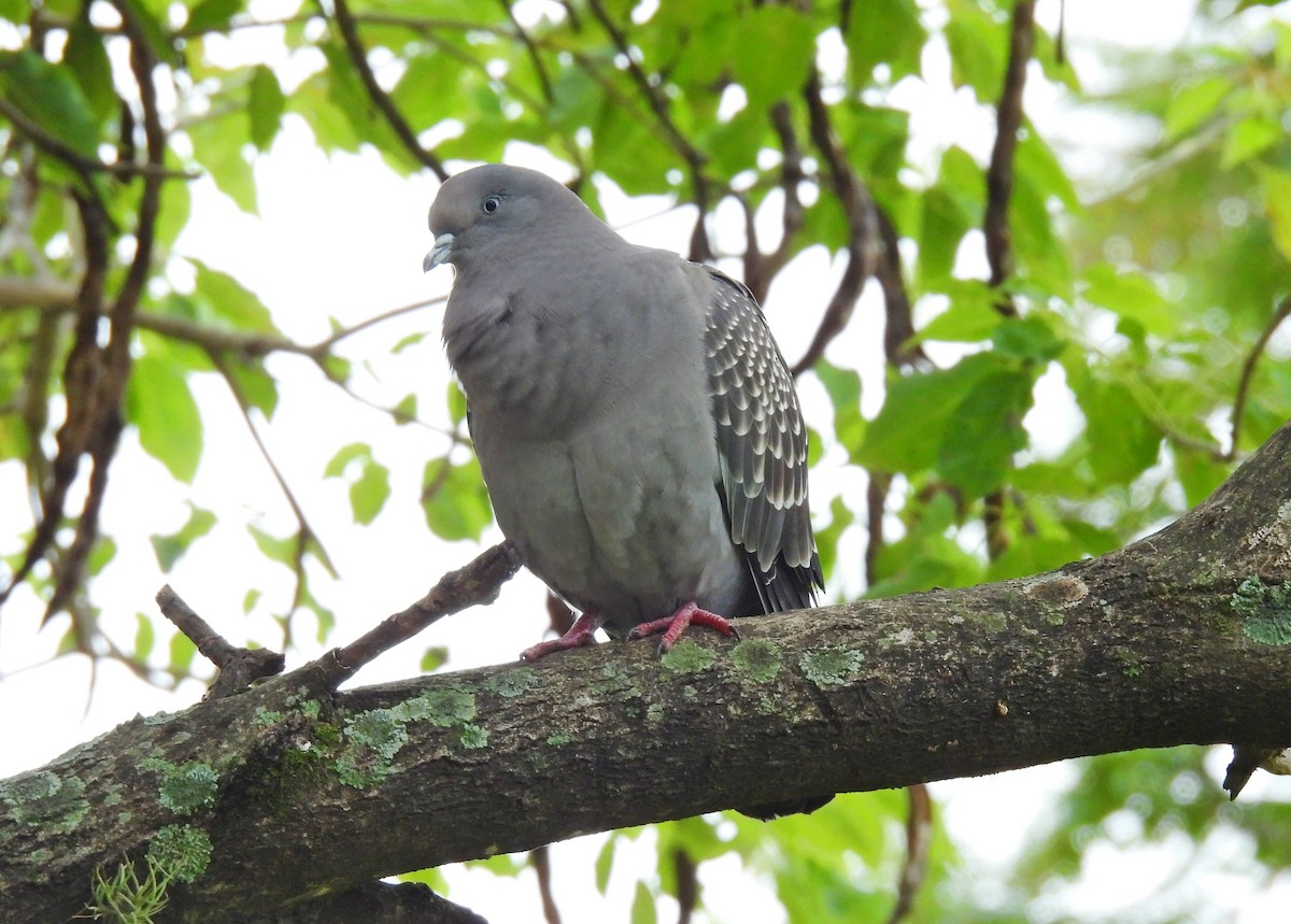 Spot-winged Pigeon - Luciano Buck
