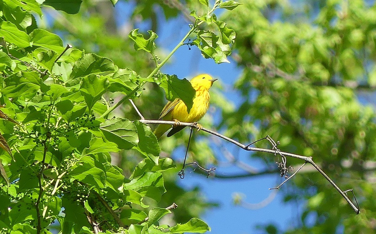Yellow Warbler - Daniel Islam