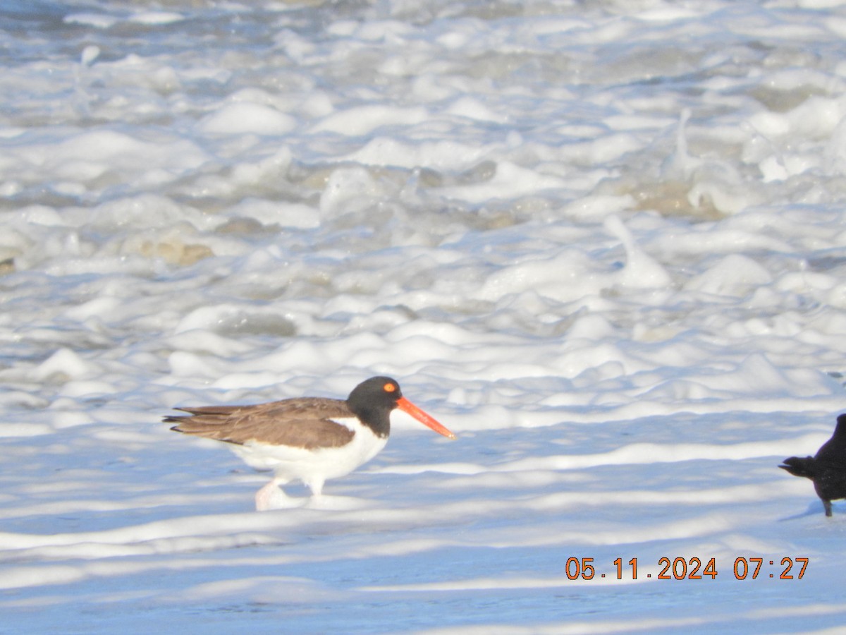 American Oystercatcher - Charles  Ritter