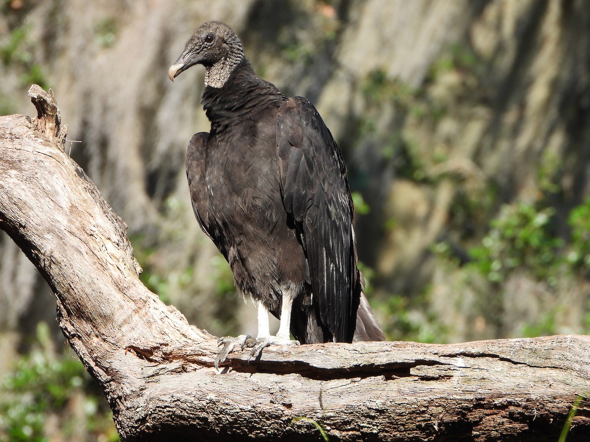 Black Vulture - Yujie Wang