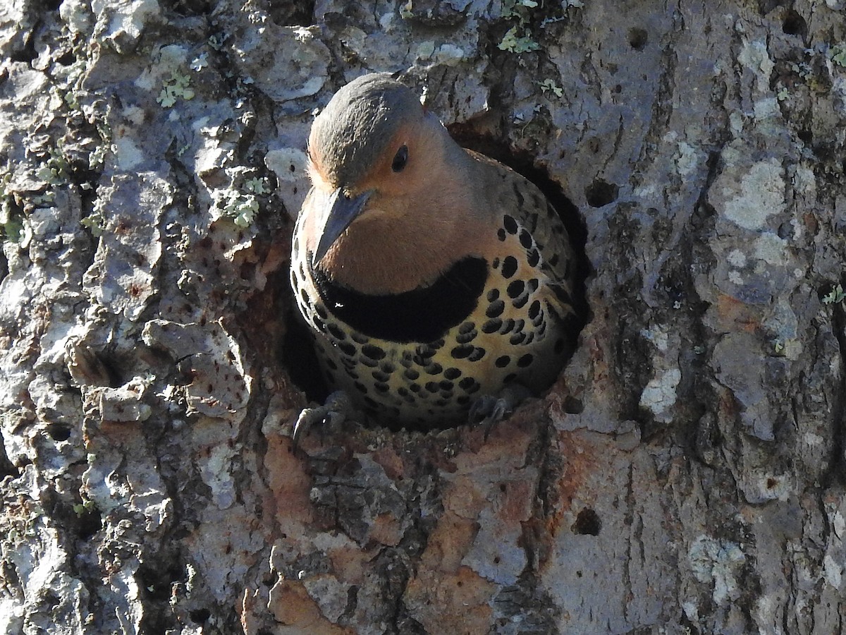 Northern Flicker (Yellow-shafted) - ML618822804