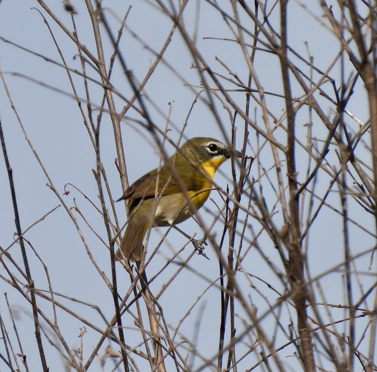 Yellow-breasted Chat - ML618822827