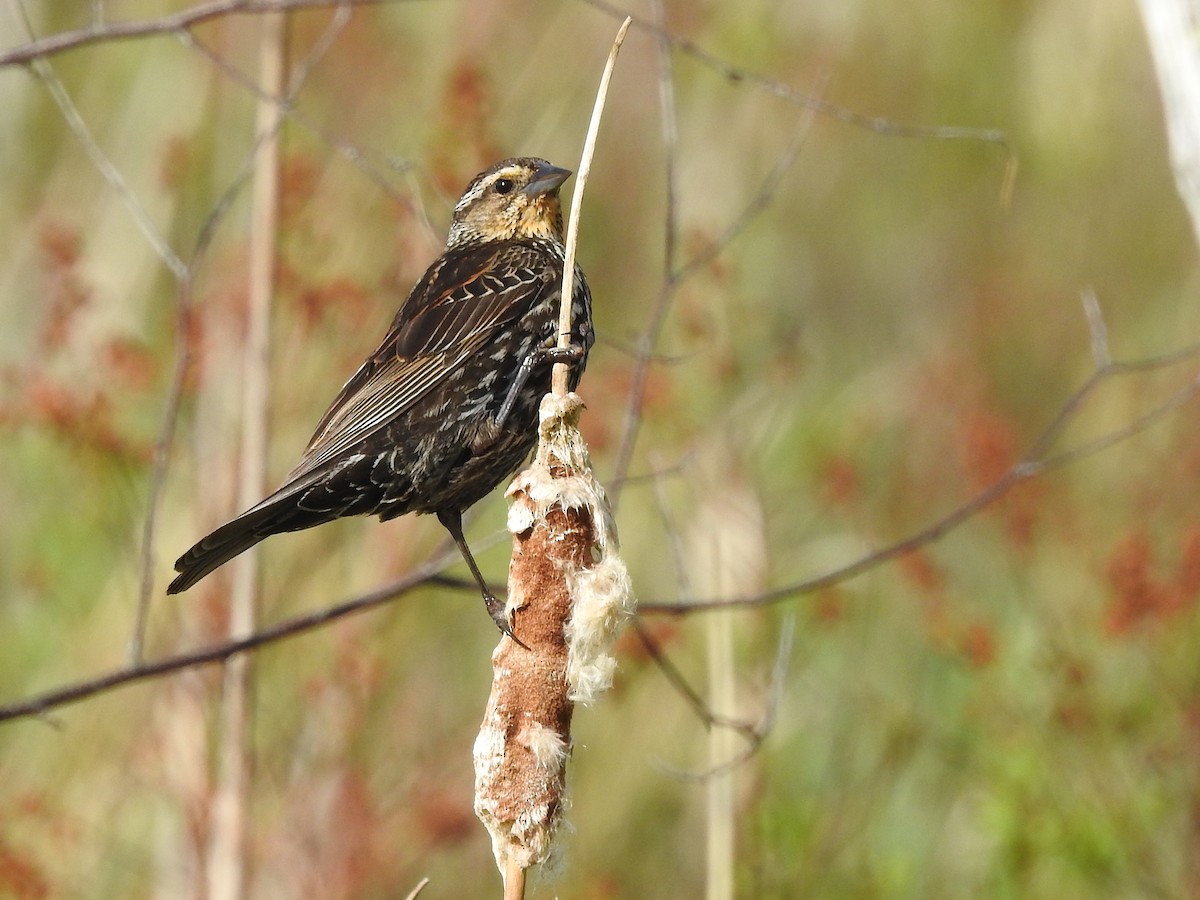 Red-winged Blackbird (Red-winged) - ML618822828