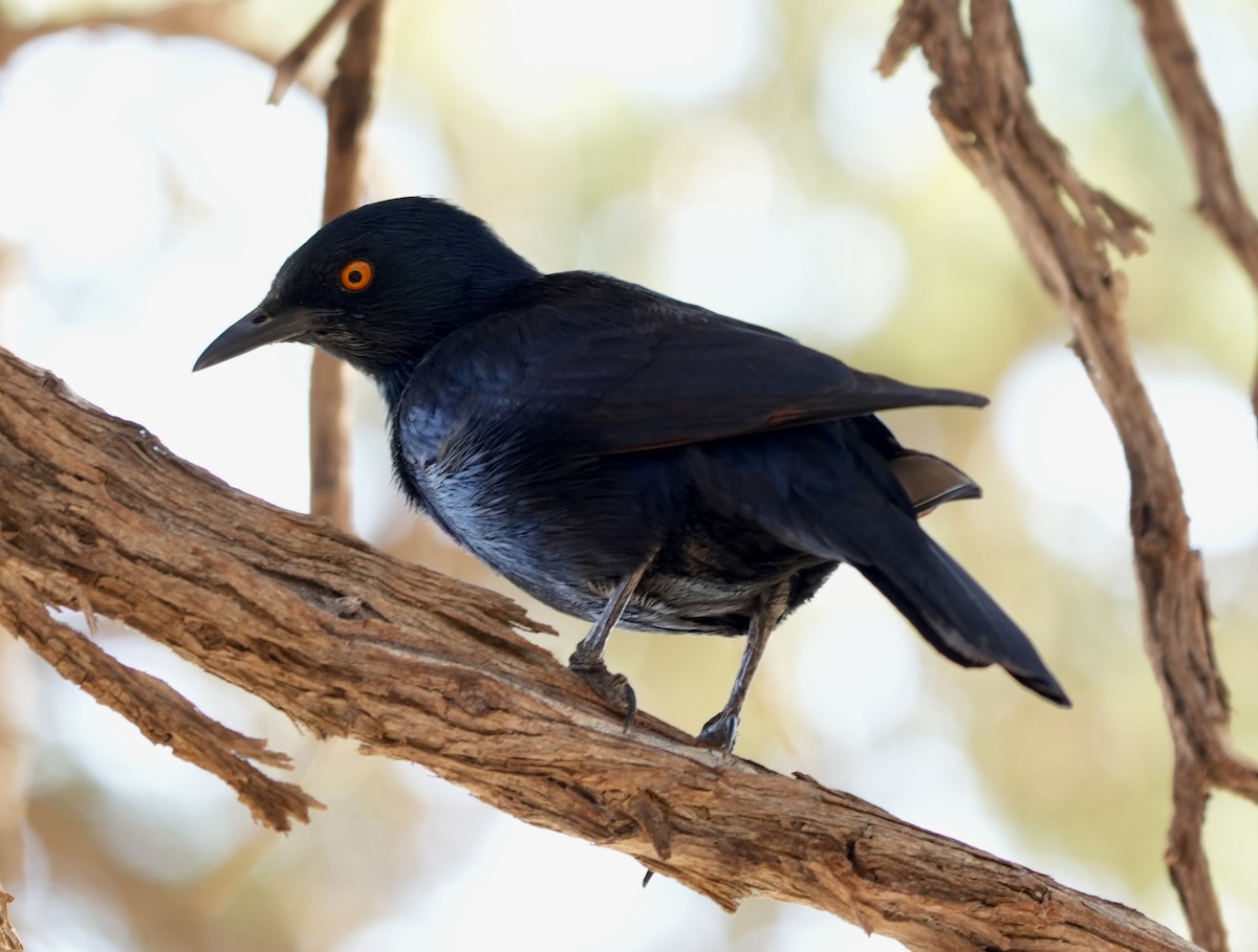 Pale-winged Starling - ML618822837