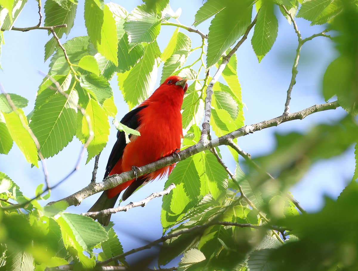 Scarlet Tanager - ML618822874