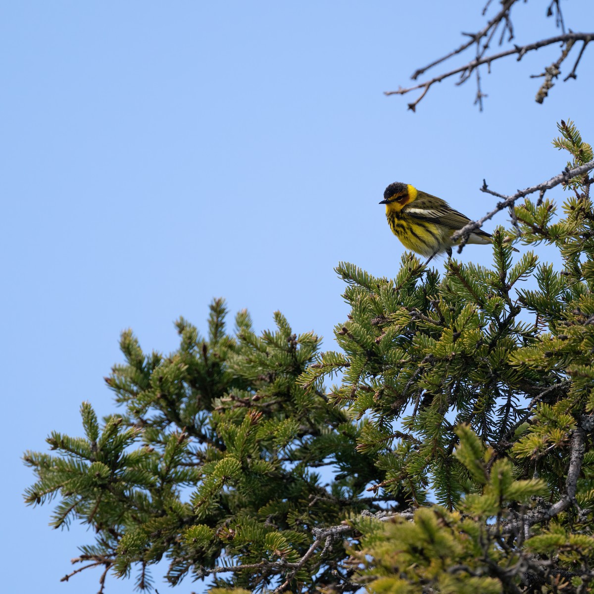 Cape May Warbler - ML618822930