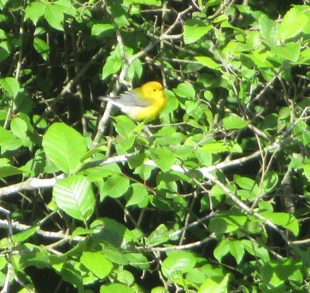 Prothonotary Warbler - ML618822962