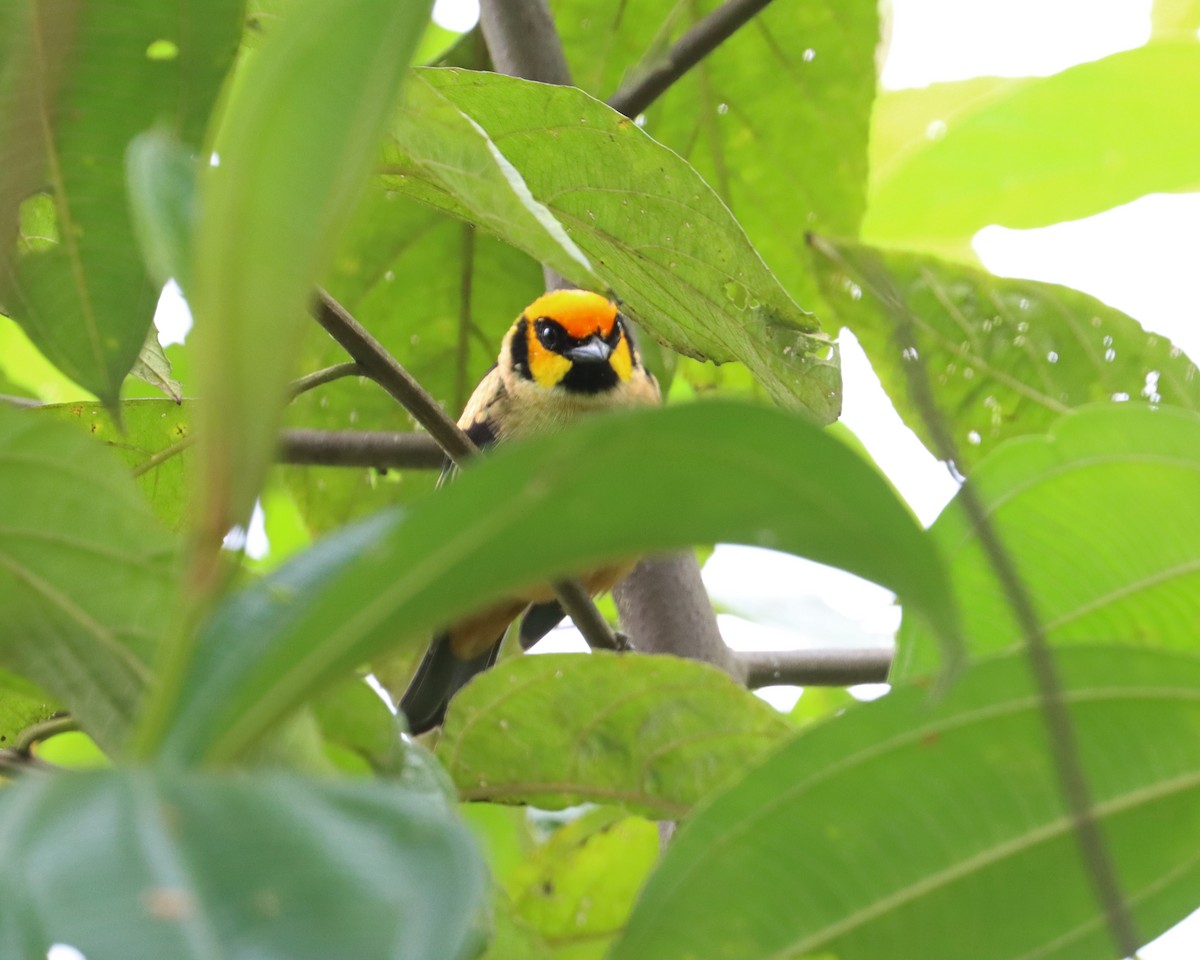 Flame-faced Tanager (Yellow-faced) - ML618823008