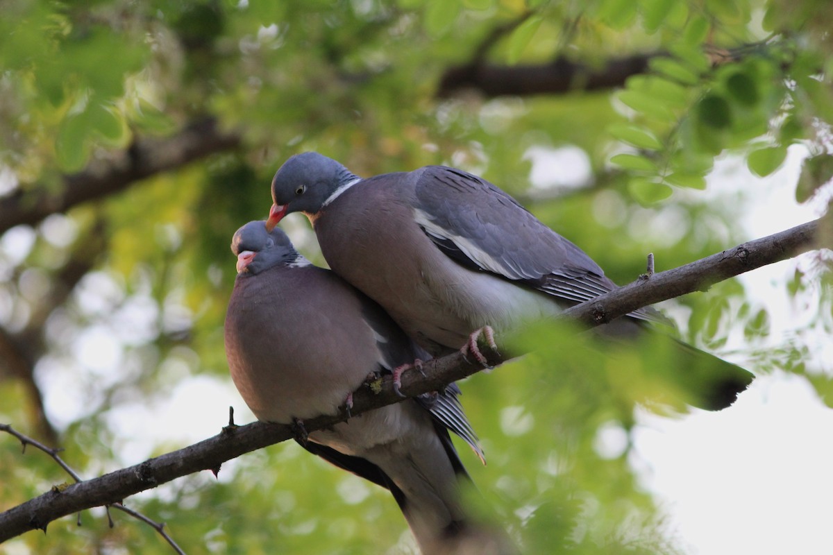 Common Wood-Pigeon - Miska Nyul