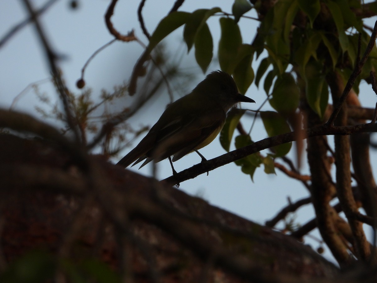 Great Crested Flycatcher - ML618823081