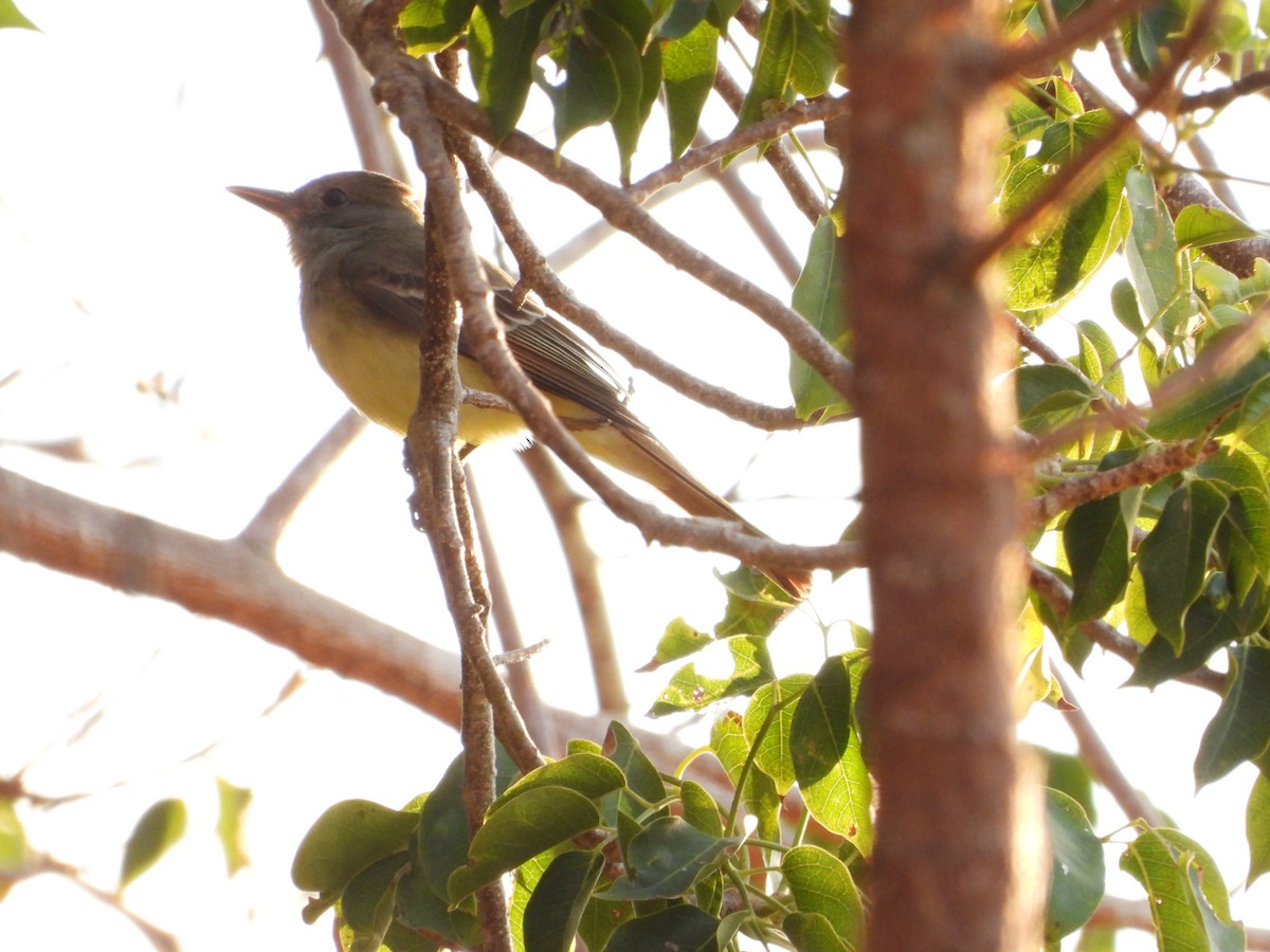 Great Crested Flycatcher - ML618823084