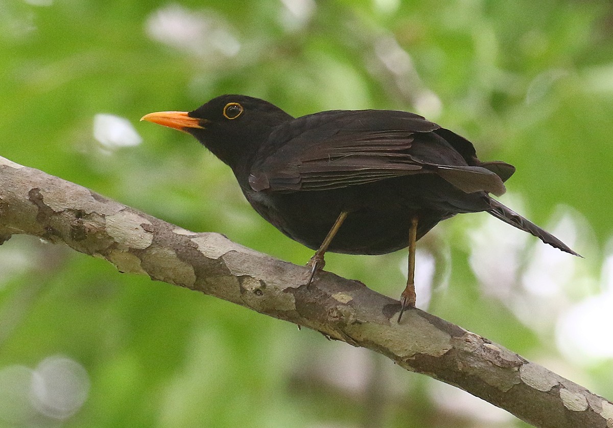 Eurasian Blackbird - ML618823101