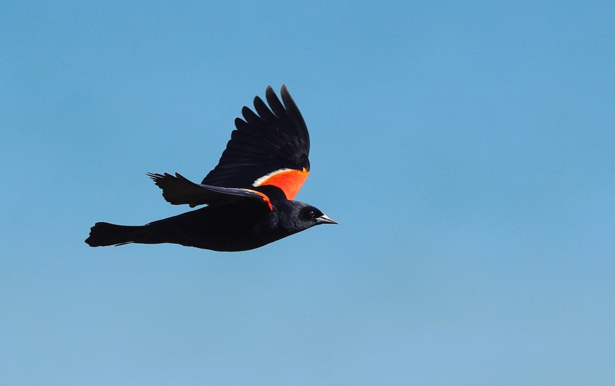Red-winged Blackbird - ML618823116