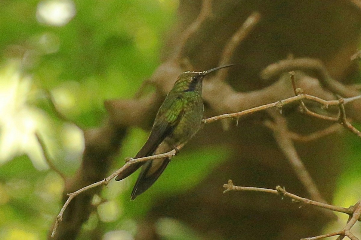kolibřík zelený - ML618823119